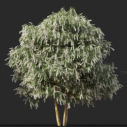 Maxtree-Plants Vol60 Prunus lusitanica 01 06 