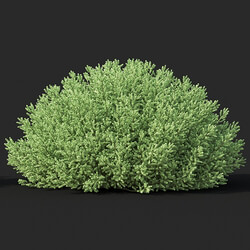 Maxtree-Plants Vol60 Santolina chamaecyparissus 02 02 