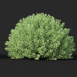 Maxtree-Plants Vol60 Santolina chamaecyparissus 02 03 