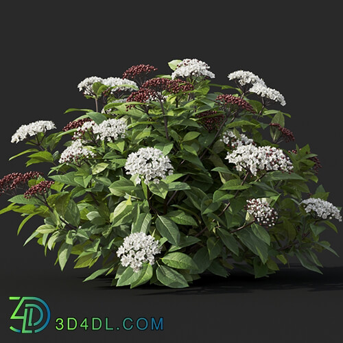 Maxtree-Plants Vol60 Viburnum tinus 01 01