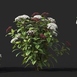 Maxtree-Plants Vol60 Viburnum tinus 01 02 
