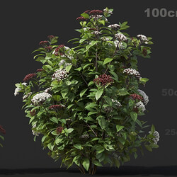 Maxtree-Plants Vol60 Viburnum tinus 01 03 