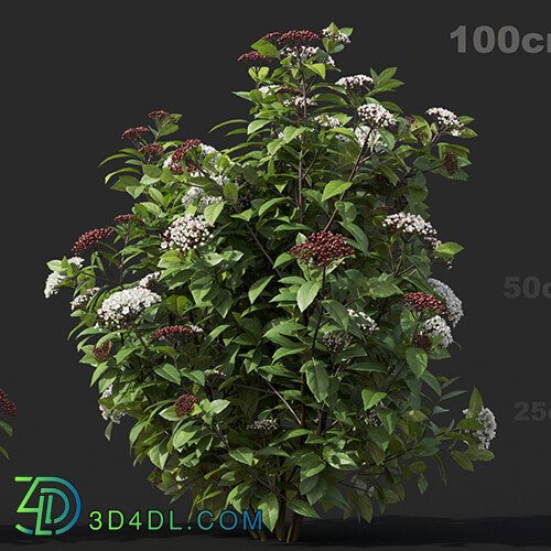 Maxtree-Plants Vol60 Viburnum tinus 01 03