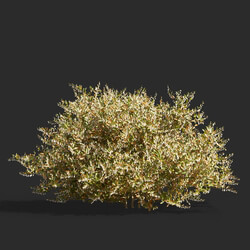 Maxtree-Plants Vol61 Chamaedaphne calyculata 01 01 