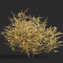 Maxtree-Plants Vol61 Chamaedaphne calyculata 01 02 