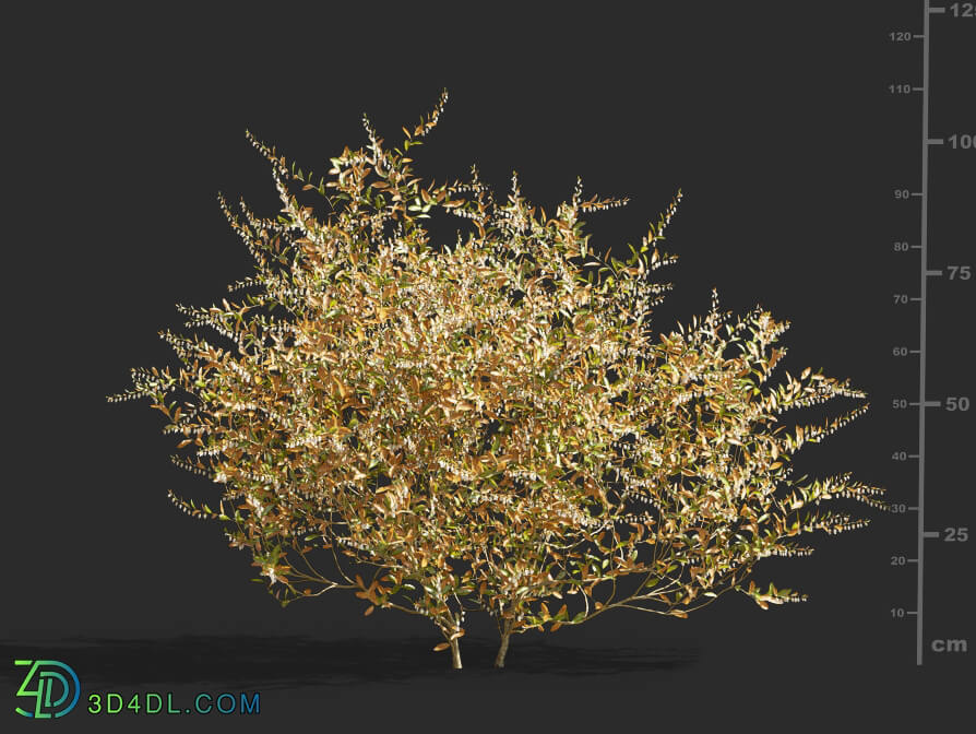 Maxtree-Plants Vol61 Chamaedaphne calyculata 01 02