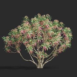 Maxtree-Plants Vol61 Euphorbia mellifera 01 01 