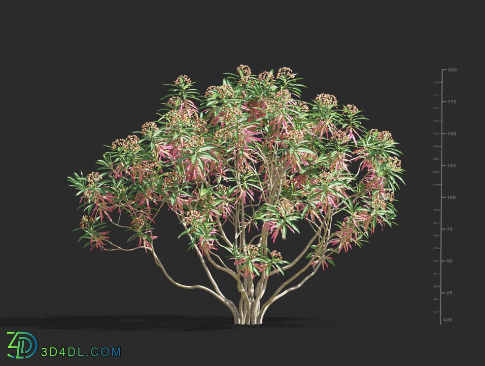 Maxtree-Plants Vol61 Euphorbia mellifera 01 01