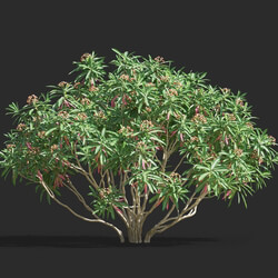 Maxtree-Plants Vol61 Euphorbia mellifera 01 02 