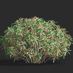 Maxtree-Plants Vol61 Euphorbia mellifera 01 04 