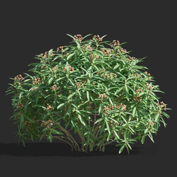 Maxtree-Plants Vol61 Euphorbia mellifera 01 05 