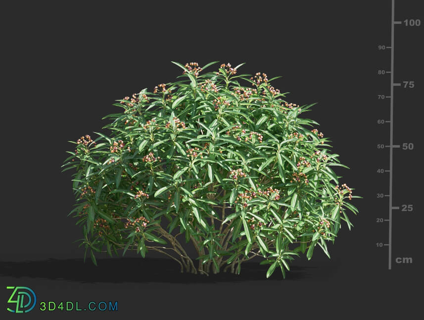 Maxtree-Plants Vol61 Euphorbia mellifera 01 05