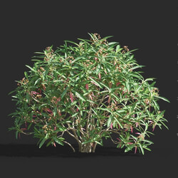 Maxtree-Plants Vol61 Euphorbia mellifera 01 06 