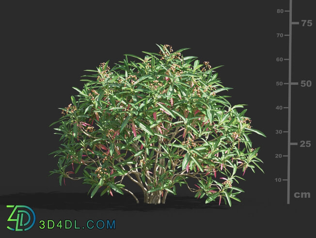 Maxtree-Plants Vol61 Euphorbia mellifera 01 06
