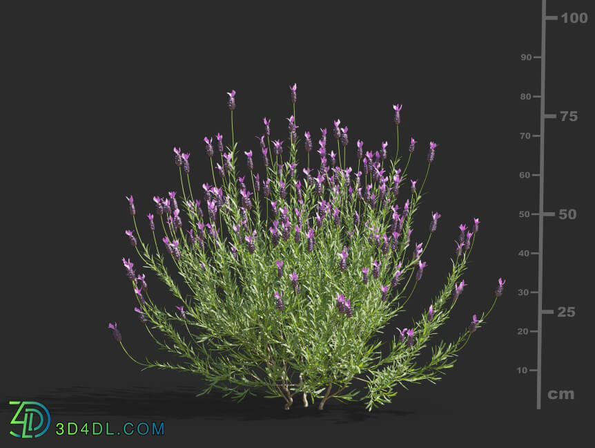 Maxtree-Plants Vol61 Lavandula pedunculata 01 01