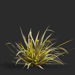Maxtree-Plants Vol61 Phormium cookianum tricolor 01 05 