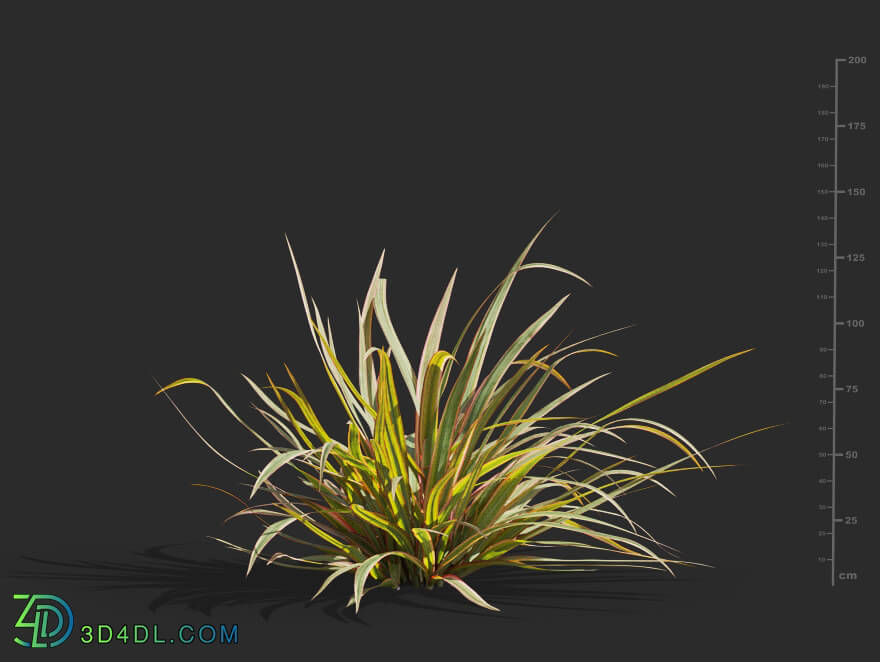 Maxtree-Plants Vol61 Phormium cookianum tricolor 01 05
