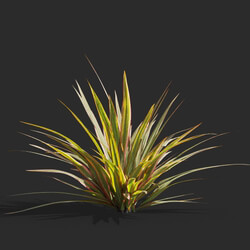 Maxtree-Plants Vol61 Phormium cookianum tricolor 01 06 