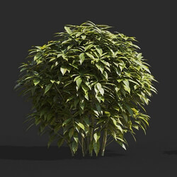 Maxtree-Plants Vol66 Ancuba japonica 01 02 
