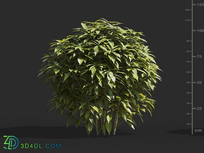 Maxtree-Plants Vol66 Ancuba japonica 01 02