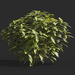 Maxtree-Plants Vol66 Ancuba japonica 01 03 