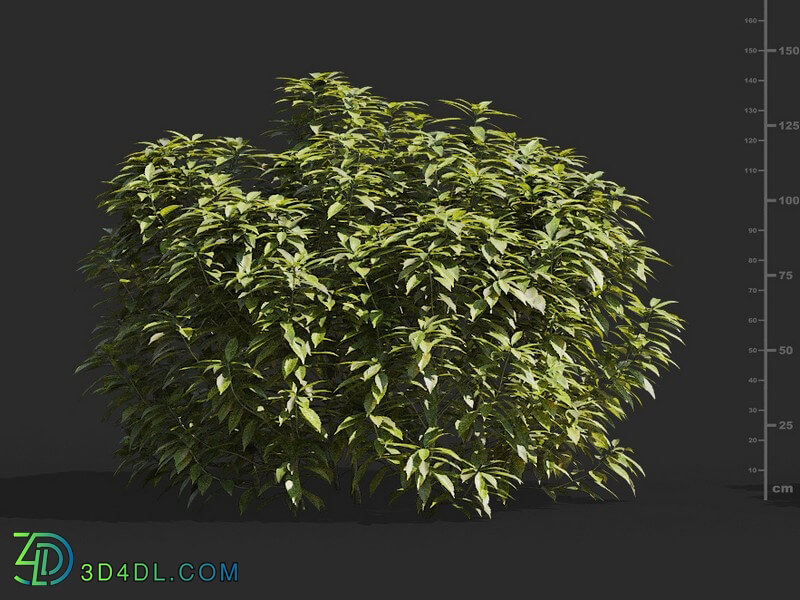 Maxtree-Plants Vol66 Ancuba japonica 01 04
