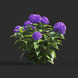 Maxtree-Plants Vol66 Hydrangea macrophylla 01 01 
