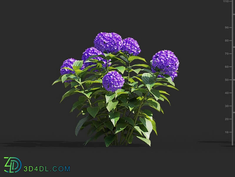 Maxtree-Plants Vol66 Hydrangea macrophylla 01 01