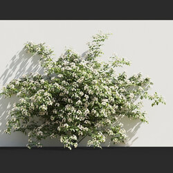 Maxtree-Plants Vol66 Rosa cymosa 01 01 