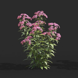 Maxtree-Plants Vol66 Spiraea japonica 01 04 