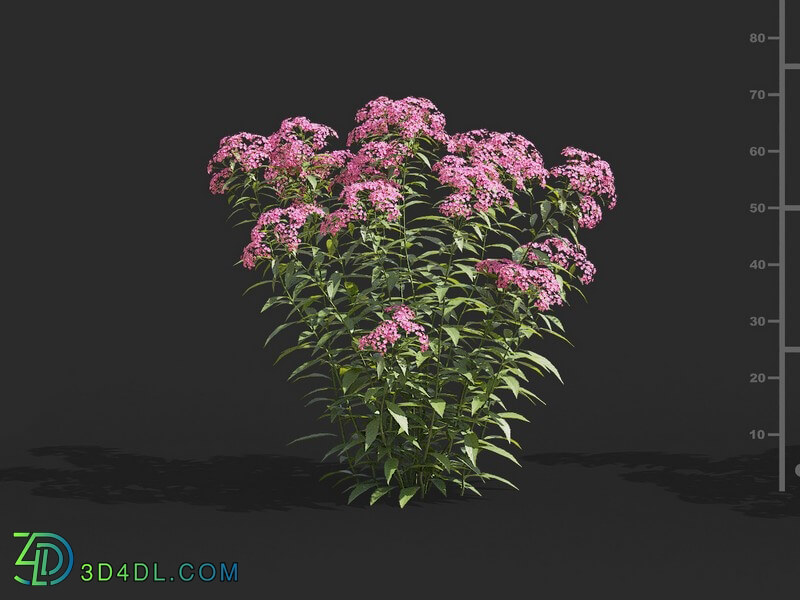 Maxtree-Plants Vol66 Spiraea japonica 01 05