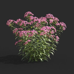 Maxtree-Plants Vol66 Spiraea japonica 01 06 