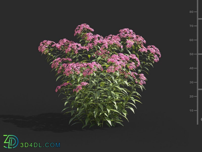 Maxtree-Plants Vol66 Spiraea japonica 01 06