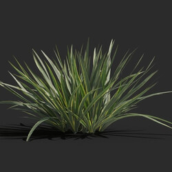 Maxtree-Plants Vol78 Acorus calamus little 01 02 