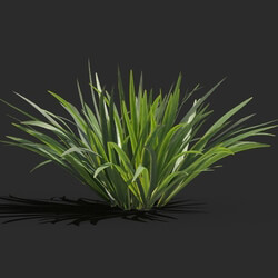 Maxtree-Plants Vol78 Acorus calamus little 01 03 