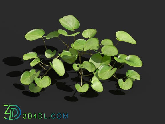 Maxtree-Plants Vol78 Dichondra repens 01 06
