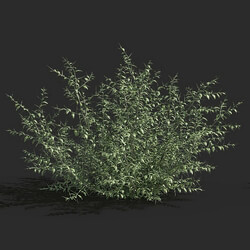 Maxtree-Plants Vol79 Alhagi sparsifolia 01 02 