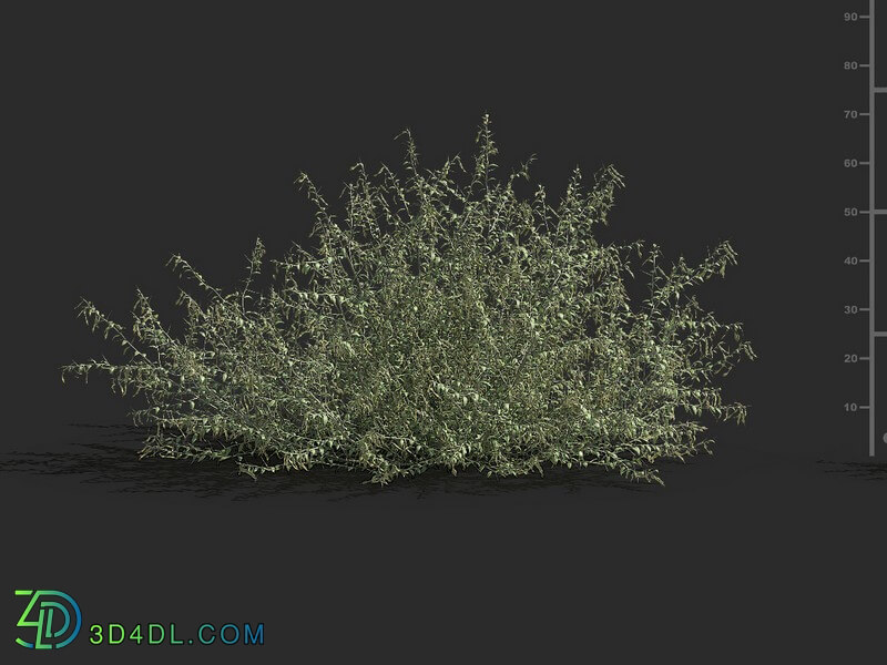 Maxtree-Plants Vol79 Alhagi sparsifolia 01 04