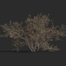 Maxtree-Plants Vol79 Calligonum junceum 01 01 