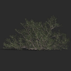 Maxtree-Plants Vol79 Calligonum junceum 01 03 
