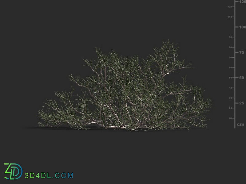Maxtree-Plants Vol79 Calligonum junceum 01 03