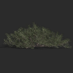 Maxtree-Plants Vol79 Calligonum junceum 01 06 