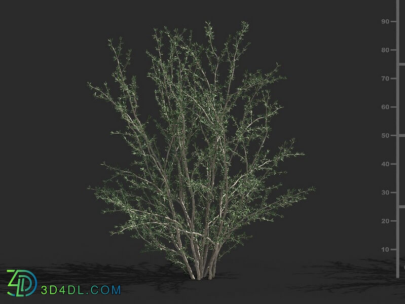 Maxtree-Plants Vol79 Gymnocarpos przewalskii 01 01