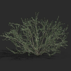 Maxtree-Plants Vol79 Gymnocarpos przewalskii 01 02 