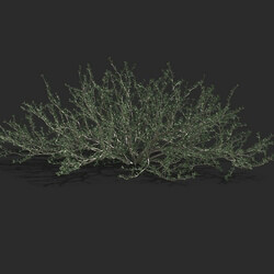 Maxtree-Plants Vol79 Gymnocarpos przewalskii 01 03 