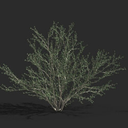 Maxtree-Plants Vol79 Gymnocarpos przewalskii 01 04 