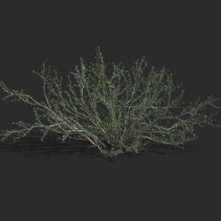 Maxtree-Plants Vol79 Gymnocarpos przewalskii 01 05 