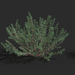 Maxtree-Plants Vol79 Halogeton glomeratus 01 01 