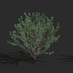 Maxtree-Plants Vol79 Halogeton glomeratus 01 02 