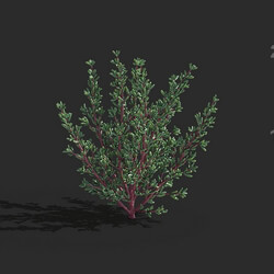 Maxtree-Plants Vol79 Halogeton glomeratus 01 03 